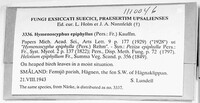 Hymenoscyphus epiphyllus image